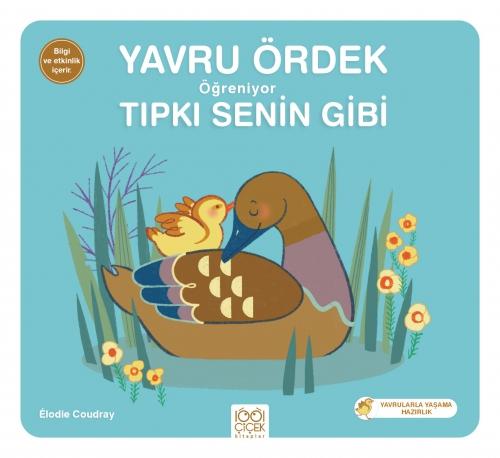 Yavru Ördek Öğreniyor Tıpkı Senin Gibi  Frontansicht 1