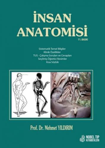 İnsan Anatomisi  Frontansicht 1