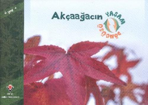 Akçaağacın Yaşam Döngüsü  Frontansicht 1