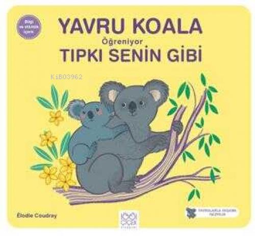 Yavru Koala Öğreniyor Tıpkı Senin Gibi  Frontansicht 1