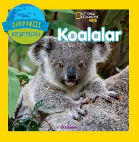Koalalar  Frontansicht 1