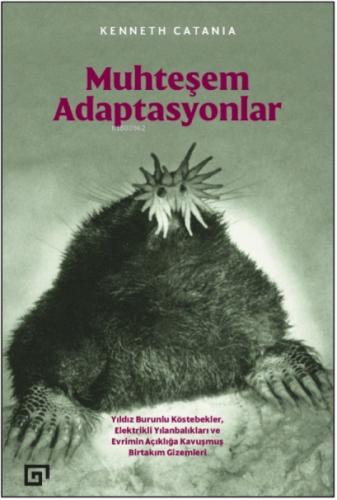 Muhteşem Adaptasyonlar  Frontansicht 1