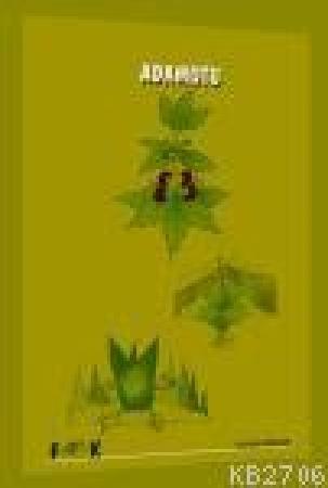 Adamotu  Frontansicht 1