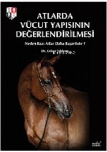 Atlarda Vücut Yapısının Değerlendirilmesi  Frontansicht 1