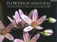Anadolu´nun Çiçekleri  Frontansicht 1
